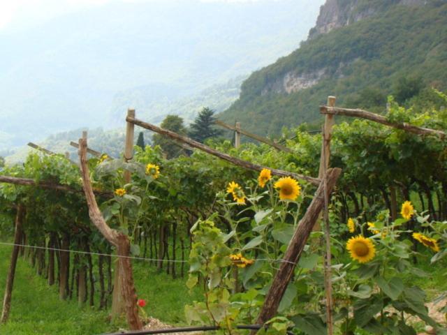 Agritur Maso Spezial Vila Villa Lagarina Quarto foto